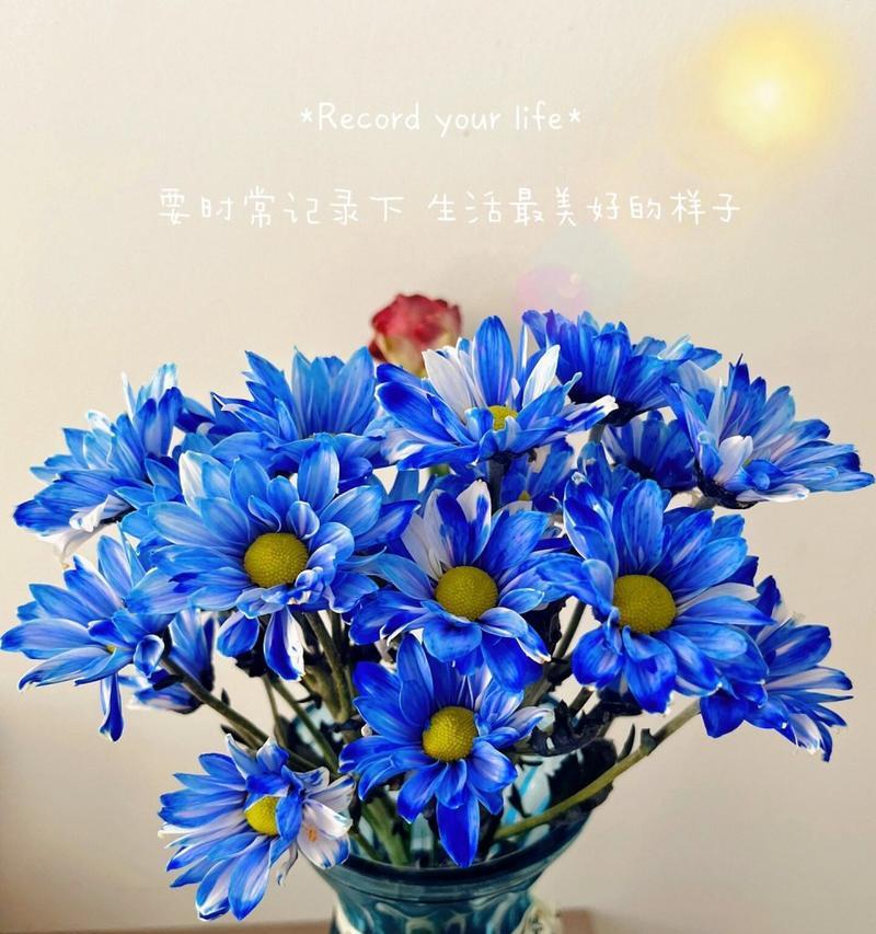 雏菊有香味吗？雏菊的花语和寓意是什么？