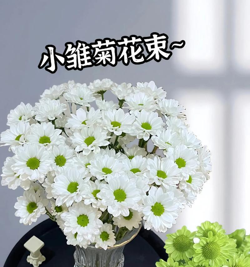 雏菊有香味吗？雏菊的花语和寓意是什么？