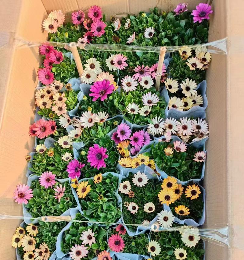 南非万寿菊什么时候开花？花期持续多久？