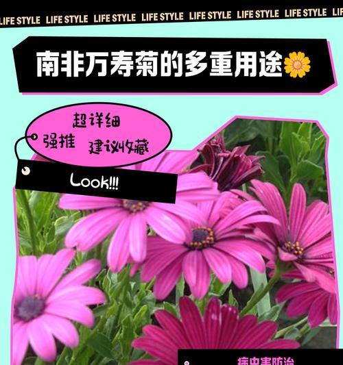 南非万寿菊什么时候开花？花期持续多久？