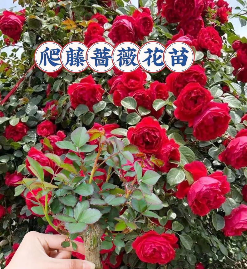 蔷薇花盆栽如何养护？有哪些养护技巧？