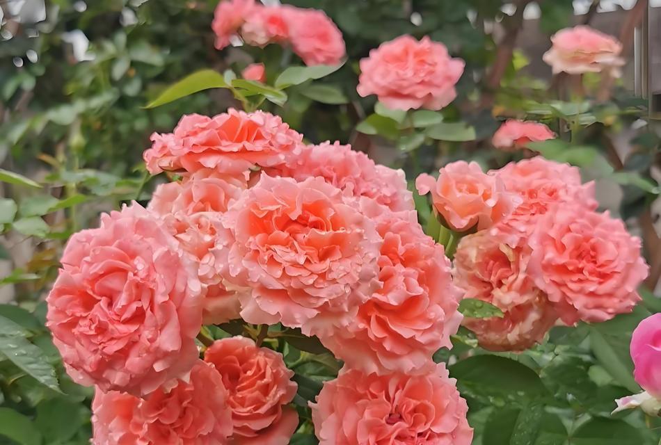 月季花有哪些经典品种？如何欣赏月季花的魅力盛宴？