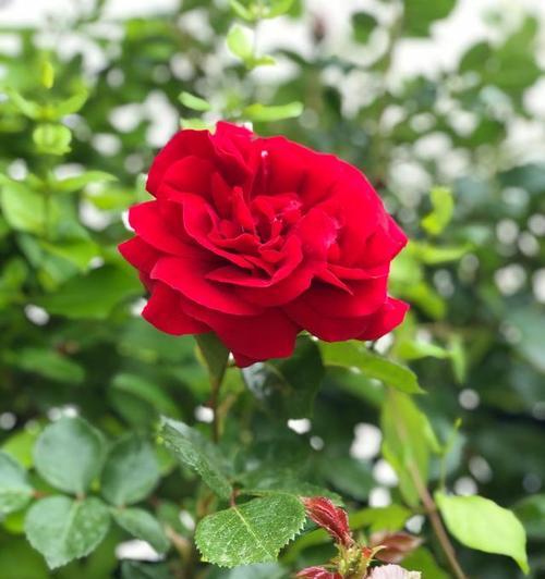 月季花有哪些经典品种？如何欣赏月季花的魅力盛宴？
