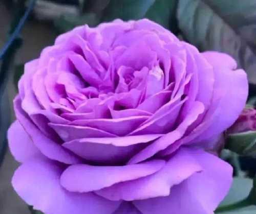 月季花有哪些经典品种？如何欣赏月季花的魅力盛宴？