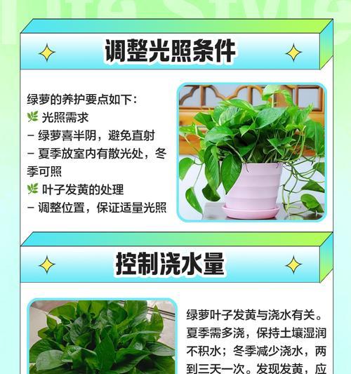 夏季如何养护绿萝？有哪些技巧可以保持叶片油绿？