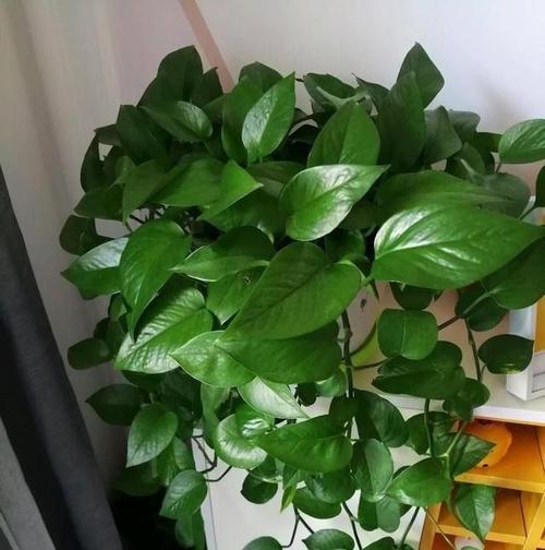 夏季如何养护绿萝？有哪些技巧可以保持叶片油绿？