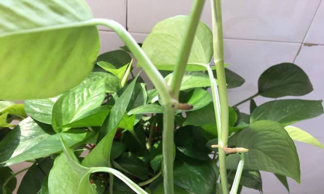 夏季如何养护绿萝？有哪些技巧可以保持叶片油绿？