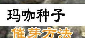 种子如何催芽？有哪些催芽技巧？