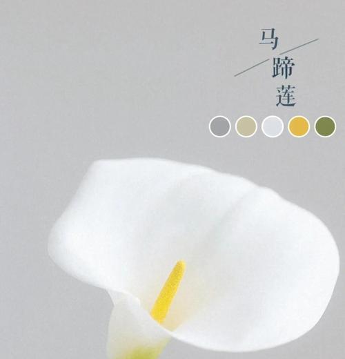 马蹄莲如何养护？有哪些养护技巧？