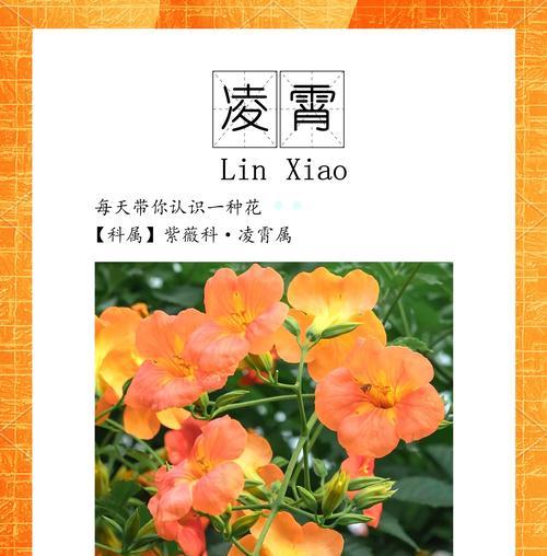 凌霄花的花期是什么时候？有哪些特点？