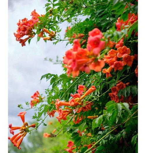 凌霄花的花期是什么时候？有哪些特点？