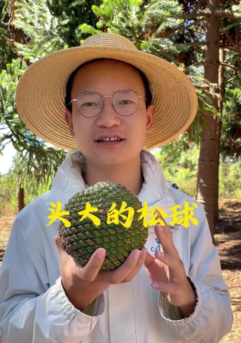 松子所属的植物类群是什么？生活环境和物种特点有哪些？