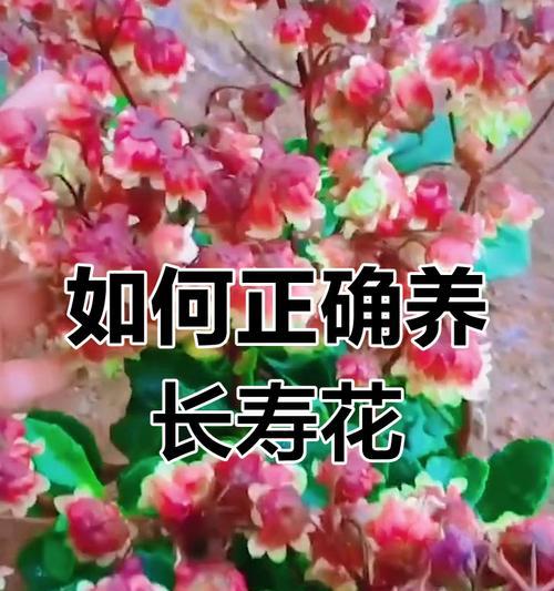 长寿花如何浇水？有哪些浇水技巧？