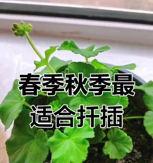 天竺葵如何扦插？在什么季节移栽比较好？