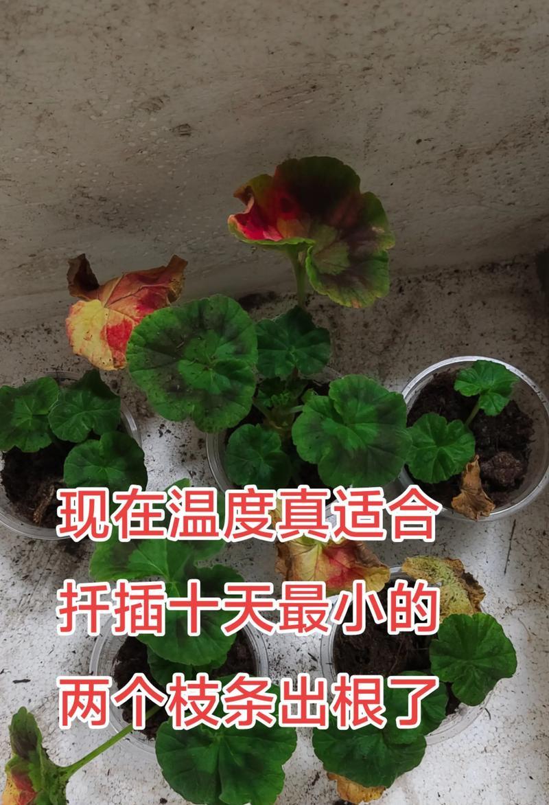 天竺葵如何扦插？在什么季节移栽比较好？