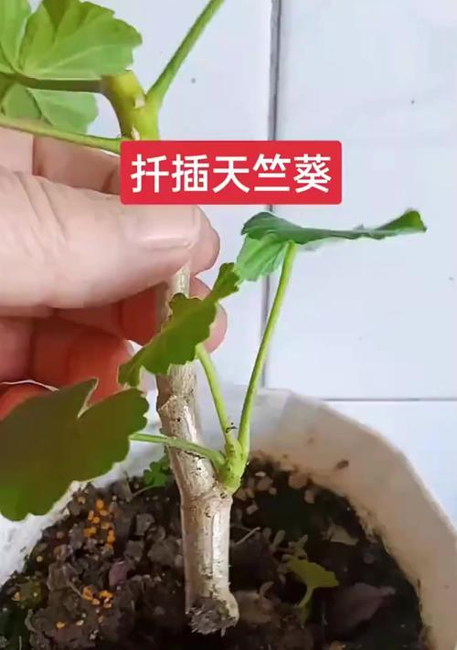 天竺葵如何扦插？在什么季节移栽比较好？