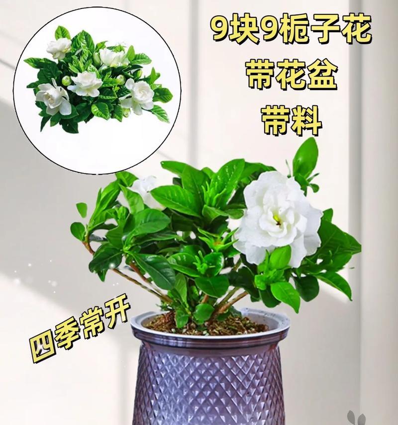 栀子花如何养护？有哪些养护技巧？