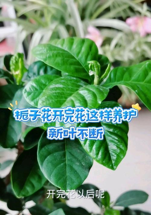 栀子花如何养护？有哪些养护技巧？