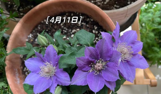 阳台党适合种植哪些铁线莲？有哪些养护建议？