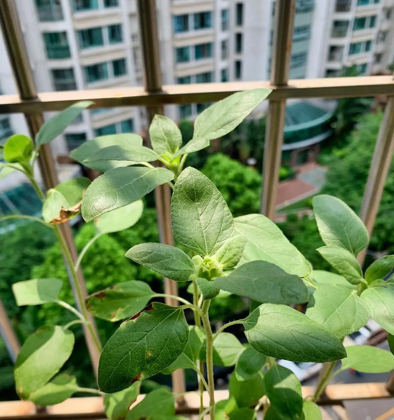 向日葵如何开花？开花的样子是什么样的？