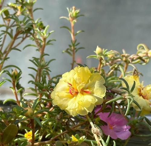 向日葵如何开花？开花的样子是什么样的？