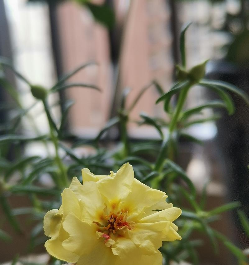 向日葵如何开花？开花的样子是什么样的？