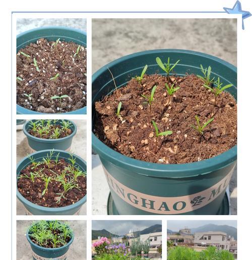 白色波斯菊的生长习性是什么？对环境有哪些要求？