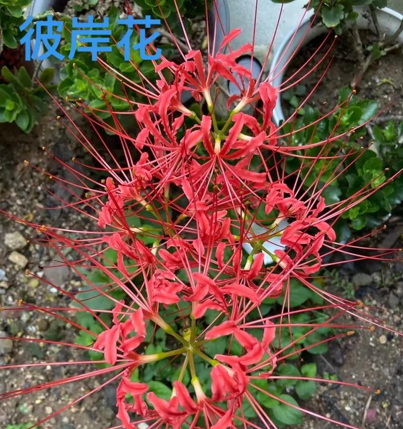 彼岸花的花语是什么？它怕冷吗？