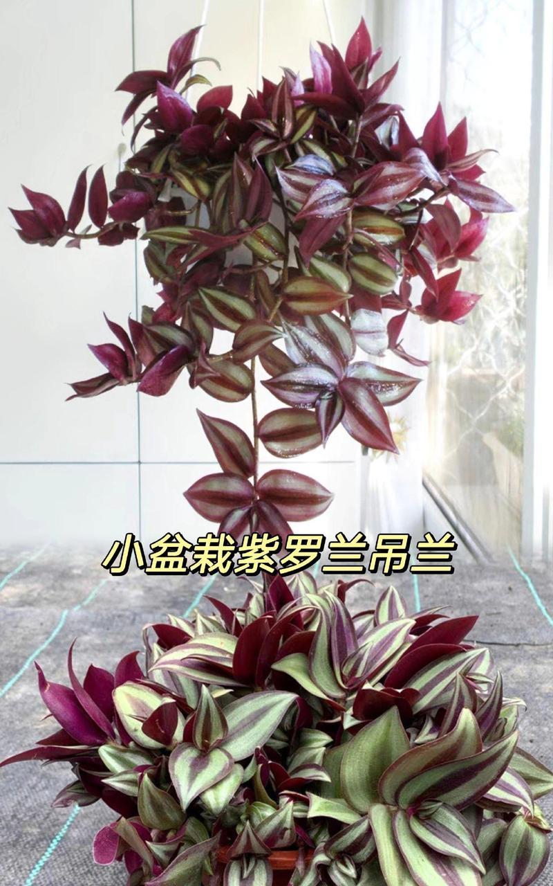 吊竹梅水培技巧有哪些？如何成功水培？