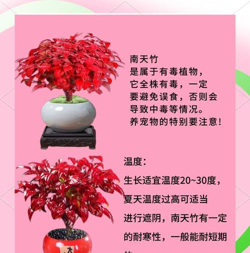 红宝石南天竹怎么养？养护指南是什么？