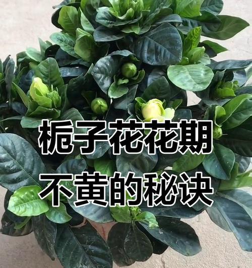 栀子花黄叶怎么办？养护要点有哪些？