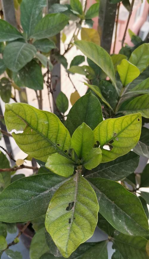 栀子花黄叶怎么办？养护要点有哪些？