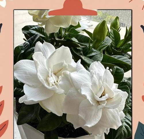 栀子花黄叶怎么办？养护要点有哪些？