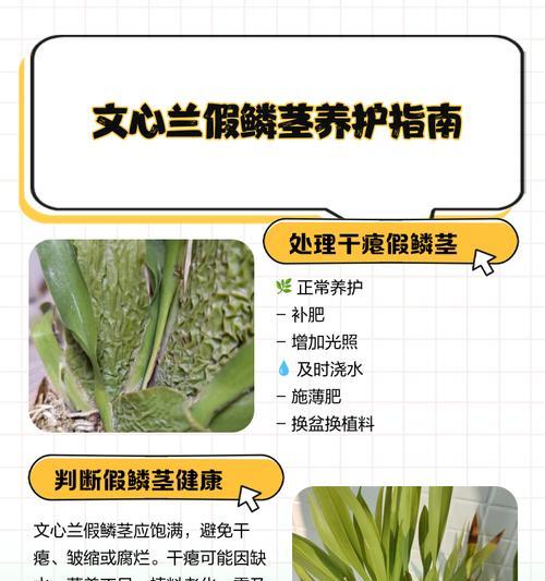 文心兰夏天怎么养？养护指南有哪些要点？