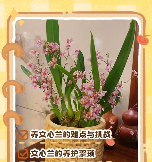 文心兰夏天怎么养？养护指南有哪些要点？
