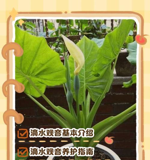 滴水观音养护秘籍是什么？如何正确养护？