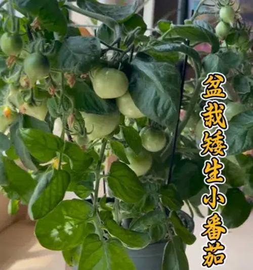 西红柿开花期浇水技巧是什么？