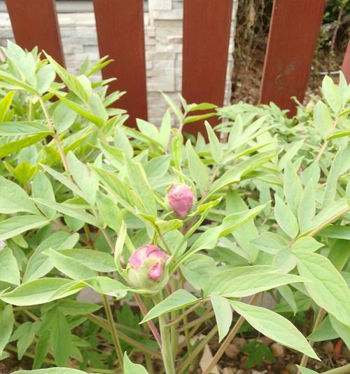 牡丹春天花苞显色开花秘诀是什么？