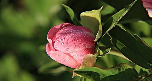 牡丹春天花苞显色开花秘诀是什么？
