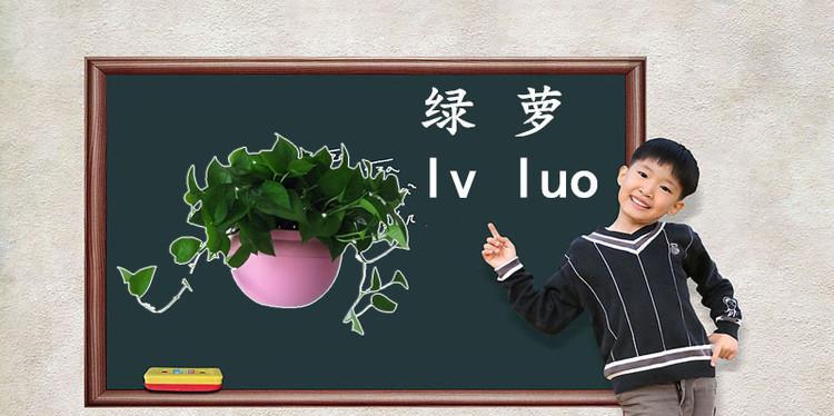 常春藤为何是光合作用能手？多功能特性是什么？