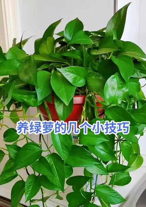 绿萝花卉怎么养？养护要点是什么？
