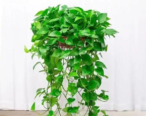 绿萝花卉怎么养？养护要点是什么？