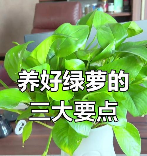绿萝花卉怎么养？养护要点是什么？