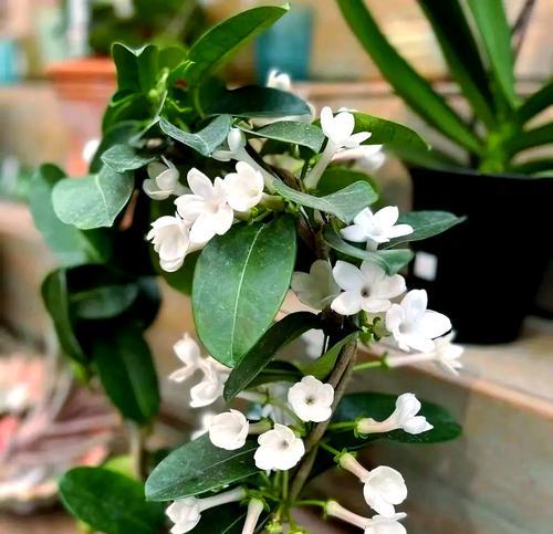 茉莉花有哪些品种？盘点要点是什么？