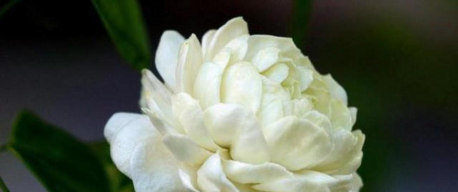茉莉花有哪些品种？盘点要点是什么？