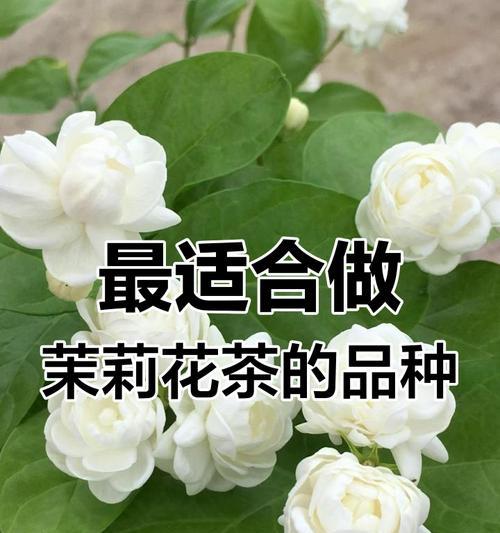 茉莉花有哪些品种？盘点要点是什么？