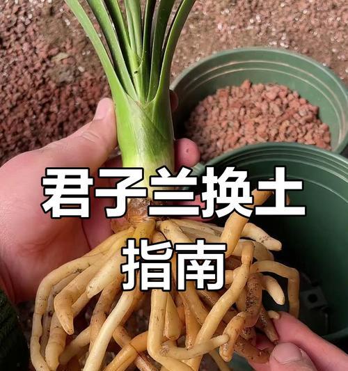 君子兰日常照料技巧有哪些？科学养护方法是什么？