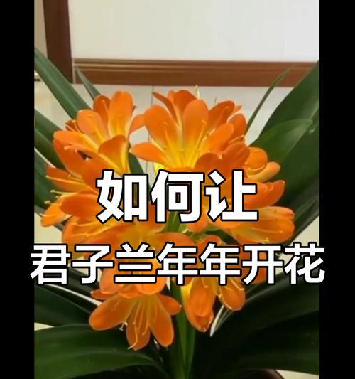 君子兰日常照料技巧有哪些？科学养护方法是什么？