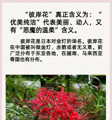 彼岸花是好花还是坏花？彼岸花的象征意义是什么？