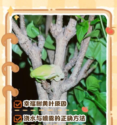 富贵树的叶子发黄干枯掉落是什么原因？如何解决？